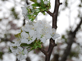 090414-2_参議院側　満開のナポレオンの花