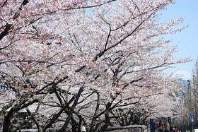 100408-1_国立国会図書館前の桜並木 