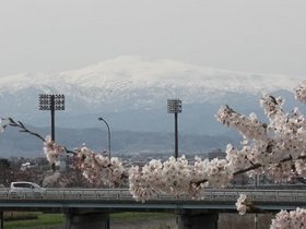 100425-3_桜１