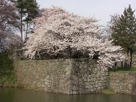 100425-4_桜２